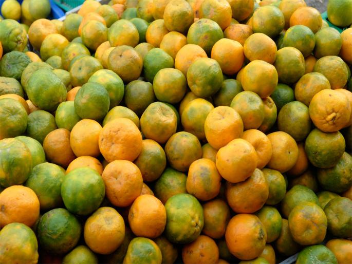 1100 crore loss to orange farmers in Amravati district | अमरावती जिल्ह्यात संत्रा बागायतदारांचे ११०० कोटींचे नुकसान