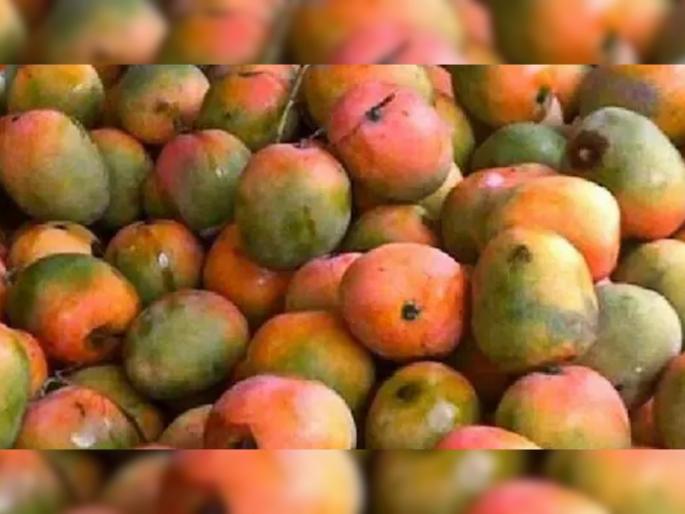 Optical Illusion : A parrot is hidden among the mangoes can you find it | Optical Illusion : आंब्यांच्या ढिगाऱ्यात लपला आहे एक पोपट, बघा तुम्हाला दिसतो का! Optical Illusion : A parrot is hidden among the mangoes can you find it | Optical Illusion : आंब्यांच्या ढिगाऱ्यात लपला आहे एक पोपट, बघा तुम्हाला दिसतो का!