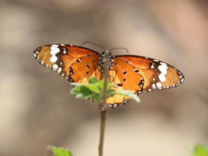 New butterflies enhance the beauty of Vidarbha | नव्या फुलपाखरांनी वाढविले विदर्भाचे सौंदर्य New butterflies enhance the beauty of Vidarbha | नव्या फुलपाखरांनी वाढविले विदर्भाचे सौंदर्य