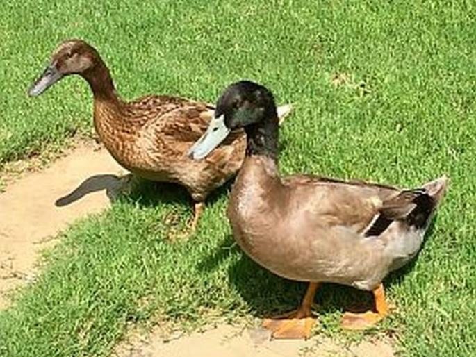 Demand for Visora ducks from Chhattisgarh in Gadchiroli district | गडचिरोली जिल्ह्यातल्या विसोराच्या बदकांना छत्तीसगडमधून मागणी Demand for Visora ducks from Chhattisgarh in Gadchiroli district | गडचिरोली जिल्ह्यातल्या विसोराच्या बदकांना छत्तीसगडमधून मागणी