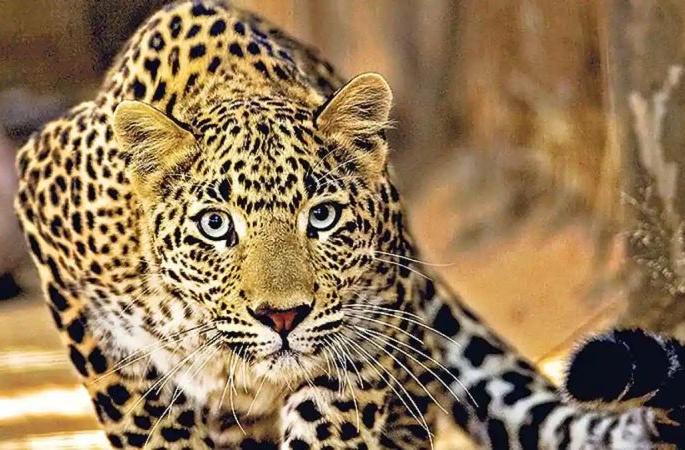 A 10-year-old boy was killed by a leopard in Chandrapur district | चंद्रपूर जिल्ह्यात बिबट्याने घेतला १० वर्षाच्या मुलाचा बळी A 10-year-old boy was killed by a leopard in Chandrapur district | चंद्रपूर जिल्ह्यात बिबट्याने घेतला १० वर्षाच्या मुलाचा बळी