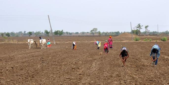 Only 24 percent sowing of kharif in the state | राज्यात केवळ २४ टक्के खरिपाच्या पेरण्या