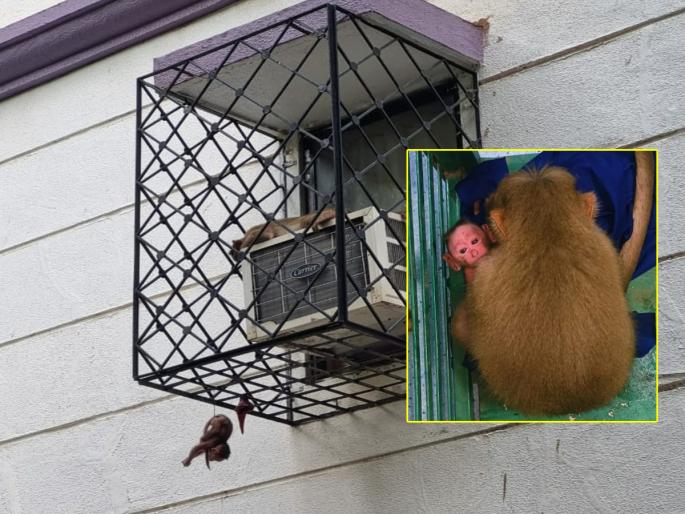 monkey took the new-born child in her arms Mother's placenta saved the puppy's life | ...अन् त्या माकडीनीने नवजात बालकाला घेतले कुशीत; आईच्या नाळेने वाचला पिल्लाचा जीव monkey took the new-born child in her arms Mother's placenta saved the puppy's life | ...अन् त्या माकडीनीने नवजात बालकाला घेतले कुशीत; आईच्या नाळेने वाचला पिल्लाचा जीव