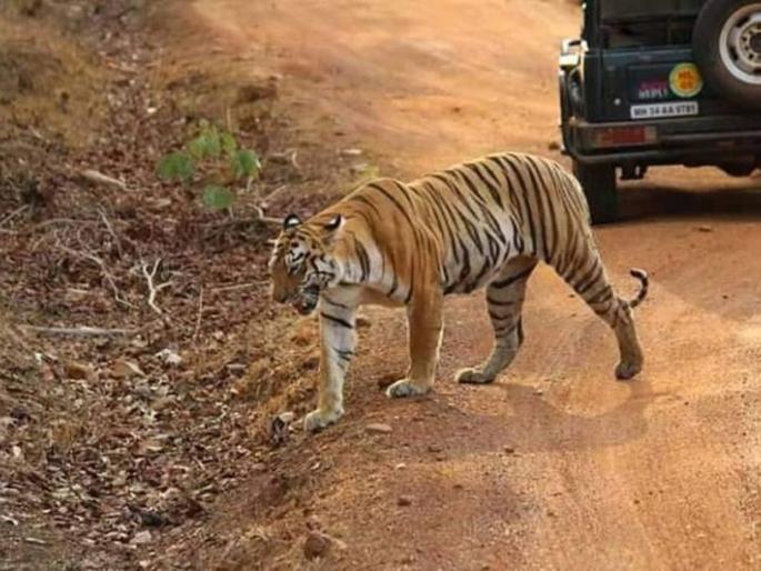 'Maya' tigress turns out to be 'celebrity' for tourists in Tadoba | ‘माया’ झाली ताडोबात पर्यटकांसाठी ‘सेलिब्रिटी’
