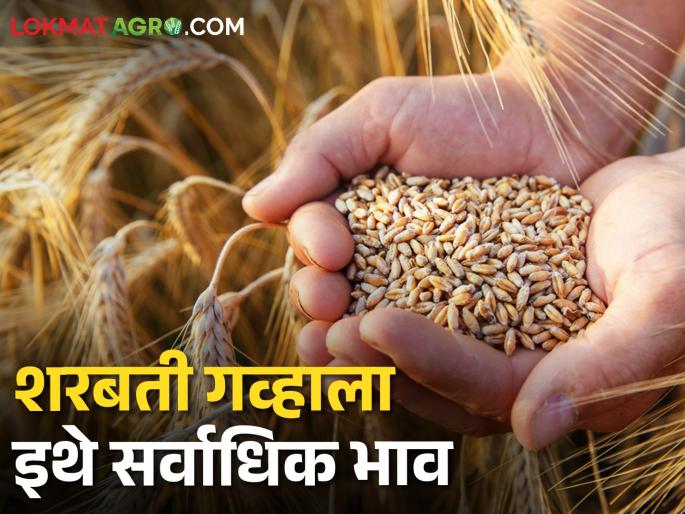 Wheat Market: Sharbati Ghavala has the highest market price in this market, what is the situation in the rest of the places? | Wheat Market: शरबती गव्हाला या बाजारसमितीत सर्वाधिक बाजारभाव, उर्वरित ठिकाणी काय स्थिती? Wheat Market: Sharbati Ghavala has the highest market price in this market, what is the situation in the rest of the places? | Wheat Market: शरबती गव्हाला या बाजारसमितीत सर्वाधिक बाजारभाव, उर्वरित ठिकाणी काय स्थिती?