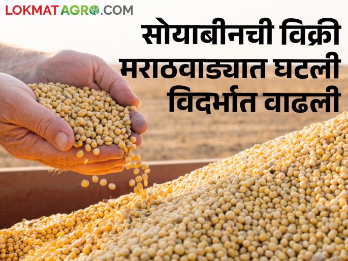 Inflows slow in Marathwada, sale of soybeans higher in Vidarbha, prices are getting | मराठवाड्यातील आवक मंदावली, विदर्भात सोयाबीनची विक्री अधिक, मिळतोय असा दर Inflows slow in Marathwada, sale of soybeans higher in Vidarbha, prices are getting | मराठवाड्यातील आवक मंदावली, विदर्भात सोयाबीनची विक्री अधिक, मिळतोय असा दर
