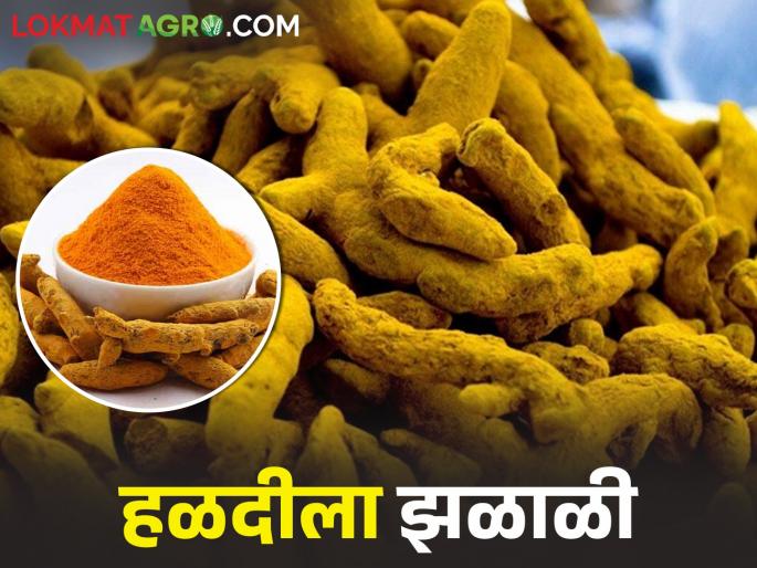 Turmeric price hike! Get the highest price this year, know.. | हळदीला भाववाढीची झळाळी! यंदा मिळाला सर्वोच्च एवढा भाव, जाणून घ्या.. Turmeric price hike! Get the highest price this year, know.. | हळदीला भाववाढीची झळाळी! यंदा मिळाला सर्वोच्च एवढा भाव, जाणून घ्या..