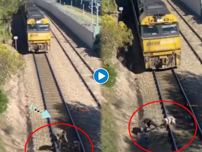 VIDEO : Man saves dog watch heart touching viral video | कुत्र्याचा जीव वाचवण्यासाठी या व्यक्तीने स्वत:चा जीव टाकला धोक्यात, थरारक व्हिडीओ