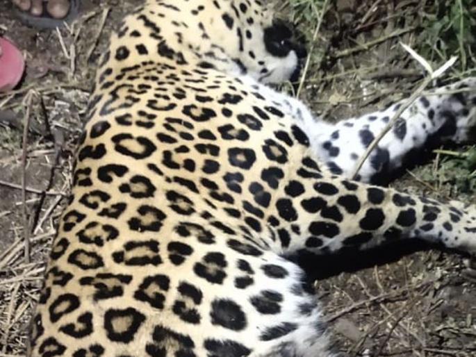Leopard killed in unidentified vehicle collision | अज्ञात वाहनच्या धडकेत बिबट्या ठार Leopard killed in unidentified vehicle collision | अज्ञात वाहनच्या धडकेत बिबट्या ठार
