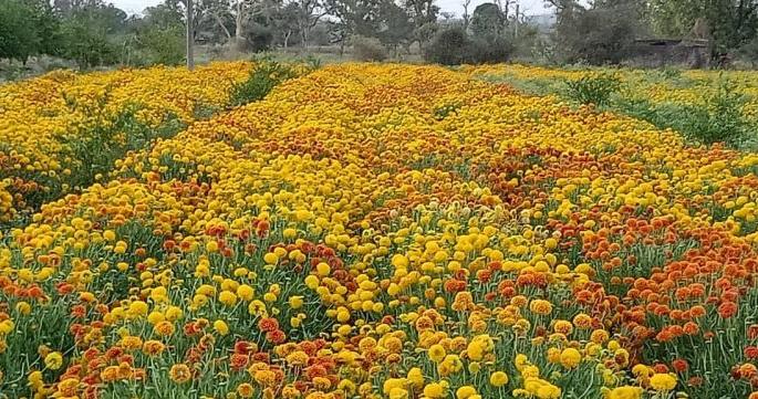 Coronavirus Efect: Fifty lakhs rupees endangered business! | Coronavirus Efect : पन्नास लाख रुपये उलाढालीचा फूलशेती व्यवसाय धोक्यात!