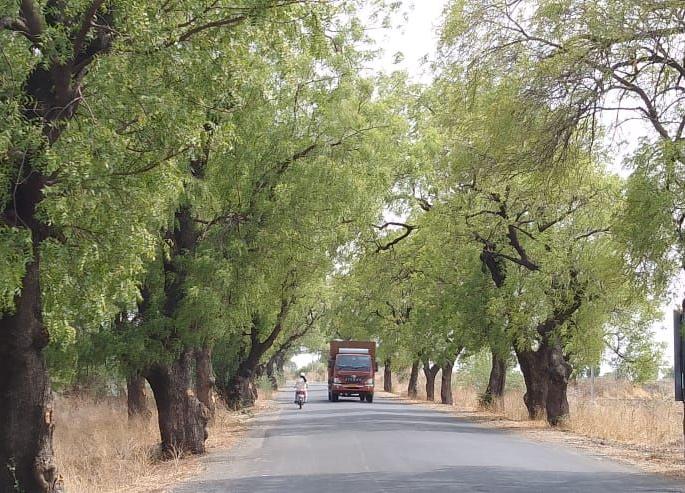 Slaughter of thousands of trees for road width! | रस्ता रुंदीकरणासाठी होणार हजारो वृक्षांची कत्तल! Slaughter of thousands of trees for road width! | रस्ता रुंदीकरणासाठी होणार हजारो वृक्षांची कत्तल!
