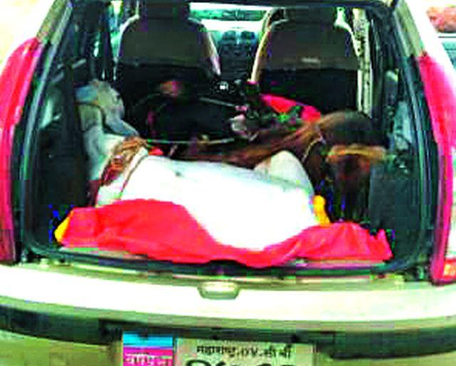 Four cows are safely rescued | चार गोवंशाची सुखरूप सुटका Four cows are safely rescued | चार गोवंशाची सुखरूप सुटका