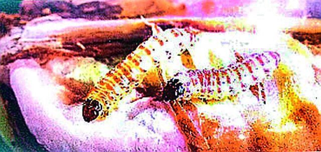 Reduction in Bondwali helpers in 24 hours | बोंडअळीच्या मदतनिधीत २४ तासांत कपात