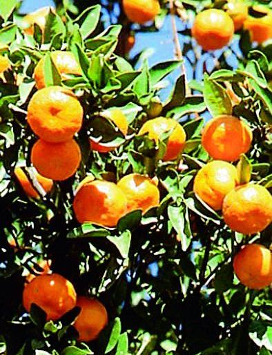 Mango in 54,000 hectares of Ambiano | आंबियाची ५४ हजार हेक्टरमध्ये गळ Mango in 54,000 hectares of Ambiano | आंबियाची ५४ हजार हेक्टरमध्ये गळ