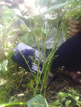 The trees are green; But the windshine | झाडे हिरवीगार; पण वांझोटी The trees are green; But the windshine | झाडे हिरवीगार; पण वांझोटी