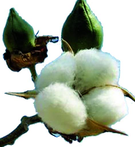 Deadline for primary registration of cotton growers till March 7 | कापूस उत्पादक शेतकऱ्यांना प्राथमिक नोंदणीसाठी १३ मार्चपर्यंत मुदतवाढ