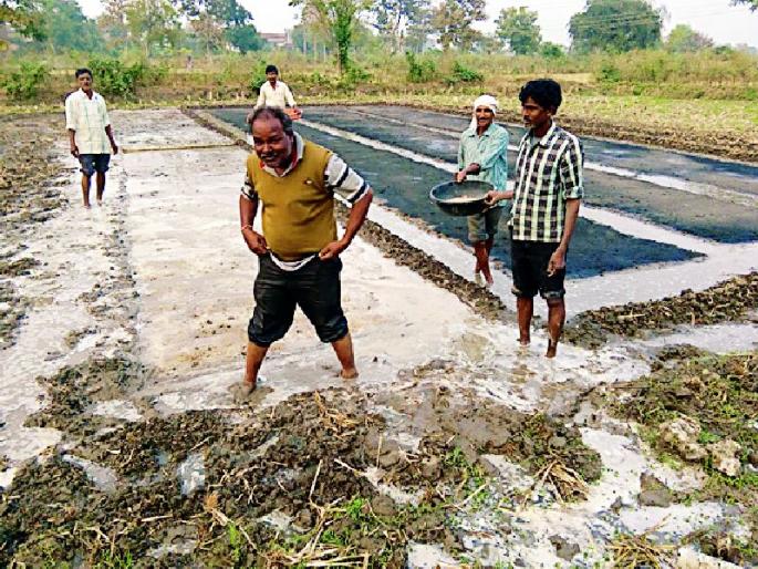 Summer-tasting nursery in a modern, tactical way | आधुनिक, तंत्रशुद्ध पद्धतीने उन्हाळी धानाची नर्सरी Summer-tasting nursery in a modern, tactical way | आधुनिक, तंत्रशुद्ध पद्धतीने उन्हाळी धानाची नर्सरी