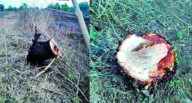 Contractor's brochure on government trees | शासकीय झाडांवर कंत्राटदाराची कुऱ्हाड