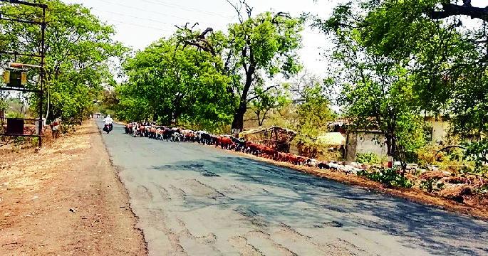 Slaughter of Trenic trees in the road construction | रस्ता बांधकामात होणार डेरेदार वृक्षांची कत्तल Slaughter of Trenic trees in the road construction | रस्ता बांधकामात होणार डेरेदार वृक्षांची कत्तल