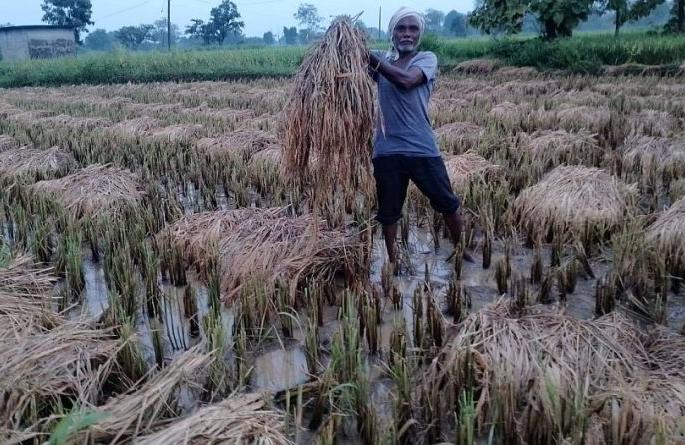 Havoc of rain, light paddy in danger | पावसाचा कहर, हलका धान धोक्यात Havoc of rain, light paddy in danger | पावसाचा कहर, हलका धान धोक्यात
