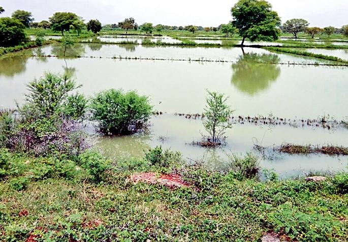 The left bank of the pond yielded water | गोसेच्या डाव्या कालव्यालगतचे धान पाण्याखाली The left bank of the pond yielded water | गोसेच्या डाव्या कालव्यालगतचे धान पाण्याखाली