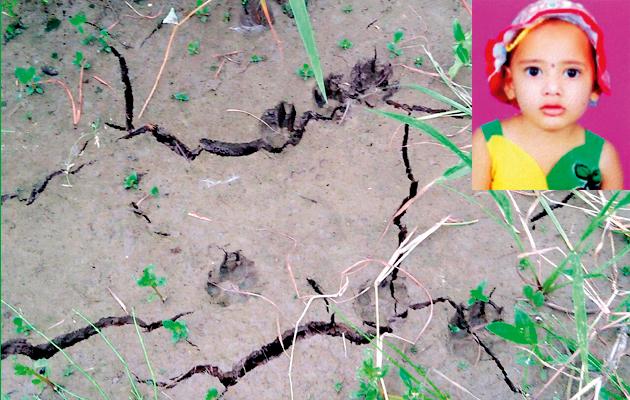 Randukar's Chimukuli attack | रानडुकराचा चिमूकलीवर हल्ला Randukar's Chimukuli attack | रानडुकराचा चिमूकलीवर हल्ला