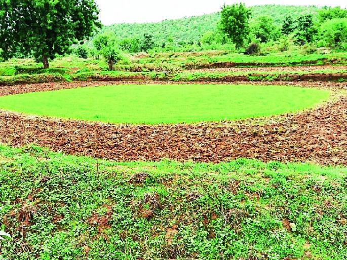 Rana in the district is only four percent | जिल्ह्यात भात रोवणी केवळ चार टक्के Rana in the district is only four percent | जिल्ह्यात भात रोवणी केवळ चार टक्के