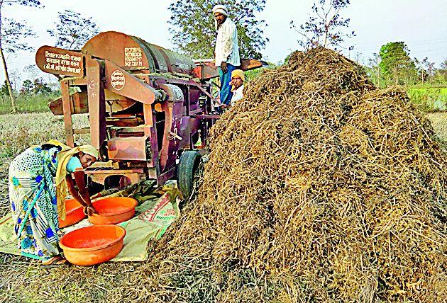 Crab does not have any emotion; Farmer worries | कडधान्याला भावच नाही; शेतकरी चिंतेत Crab does not have any emotion; Farmer worries | कडधान्याला भावच नाही; शेतकरी चिंतेत