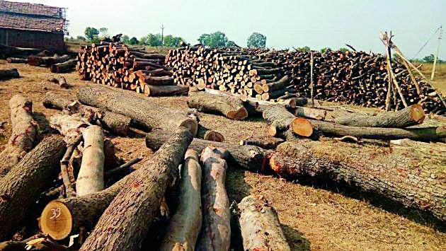 Illegal tree trunk in the Adal area | अड्याळ वनक्षेत्रात अवैध वृक्षतोड Illegal tree trunk in the Adal area | अड्याळ वनक्षेत्रात अवैध वृक्षतोड