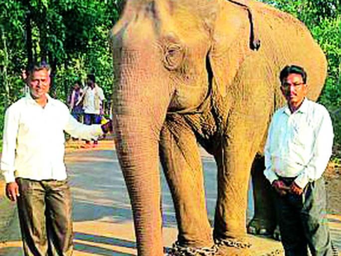 Relocation of elephant camp at Nagzira Sanctuary three years ago | नागझिरा अभयारण्यातील हत्ती कॅम्पचे तीन वर्षापूर्वी स्थानांतरण Relocation of elephant camp at Nagzira Sanctuary three years ago | नागझिरा अभयारण्यातील हत्ती कॅम्पचे तीन वर्षापूर्वी स्थानांतरण