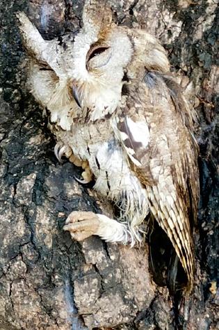 'Colored scops owl' was found | ‘कॉलर्ड स्कोप्स ओऊल’ आढळला 'Colored scops owl' was found | ‘कॉलर्ड स्कोप्स ओऊल’ आढळला