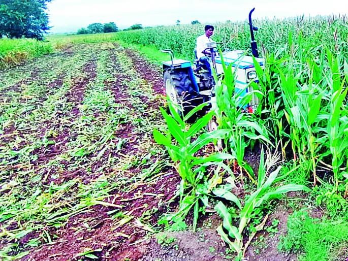Anchored to the corn fenced in military equipment | लष्करी अळीला कंटाळून मक्यावर फिरविला नांगर Anchored to the corn fenced in military equipment | लष्करी अळीला कंटाळून मक्यावर फिरविला नांगर