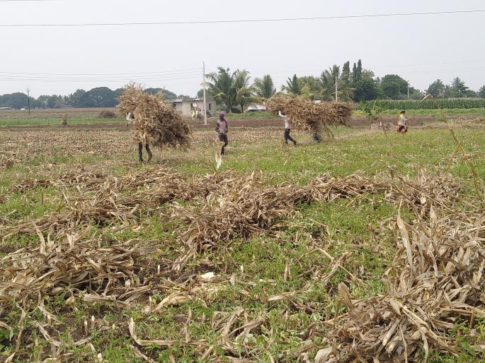 Accelerated agricultural activities due to exposure to rains | पावसाने उघडीप दिल्याने शेती कामांना वेग