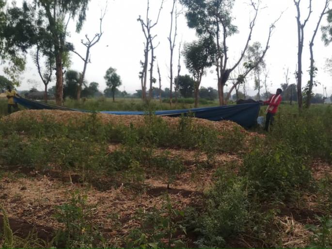 Farmers rush due to rains | पावसाच्या सरींमुळे शेतकऱ्यांची धावपळ Farmers rush due to rains | पावसाच्या सरींमुळे शेतकऱ्यांची धावपळ
