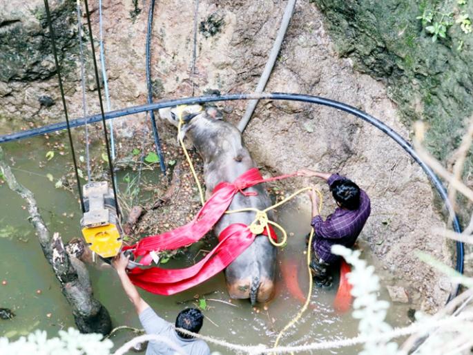 Baap re ..... A bull lying in a sixty feet deep well was pulled out by a crane | बाप रे.....साठ फूट खोल विहिरीत पडलेल्या बैलाला क्रेनने काढले बाहेर Baap re ..... A bull lying in a sixty feet deep well was pulled out by a crane | बाप रे.....साठ फूट खोल विहिरीत पडलेल्या बैलाला क्रेनने काढले बाहेर