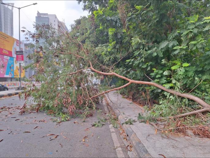 In Navi Mumbai rain accompanied by lightning, trees fell in Vashi | नवी मुंबईत विजांच्या कडकडाटासह पाऊस, नेरूळ, वाशी, ऐरोली, कोपरखैरणेत १५ वृक्ष कोसळले In Navi Mumbai rain accompanied by lightning, trees fell in Vashi | नवी मुंबईत विजांच्या कडकडाटासह पाऊस, नेरूळ, वाशी, ऐरोली, कोपरखैरणेत १५ वृक्ष कोसळले