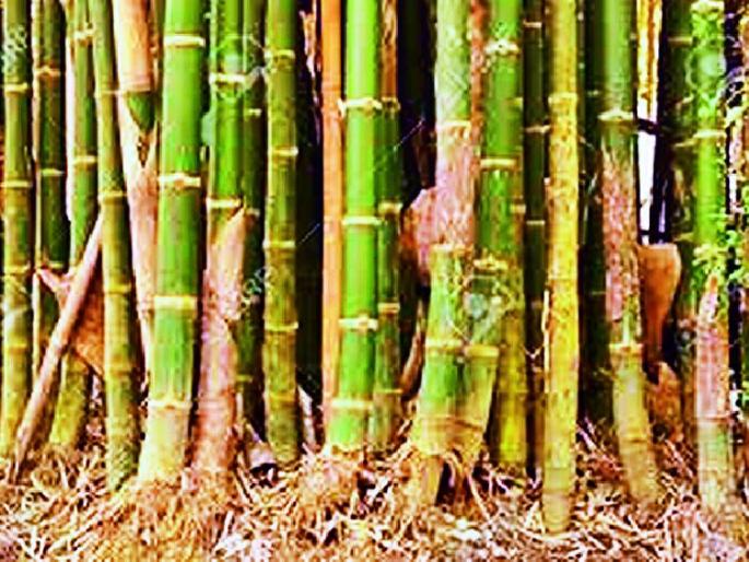 'Atal Bambu Samriddhi' scheme for the farmers' progress | शेतकऱ्यांच्या प्रगतीसाठी ‘अटल बांबू समृद्धी’ योजना 'Atal Bambu Samriddhi' scheme for the farmers' progress | शेतकऱ्यांच्या प्रगतीसाठी ‘अटल बांबू समृद्धी’ योजना