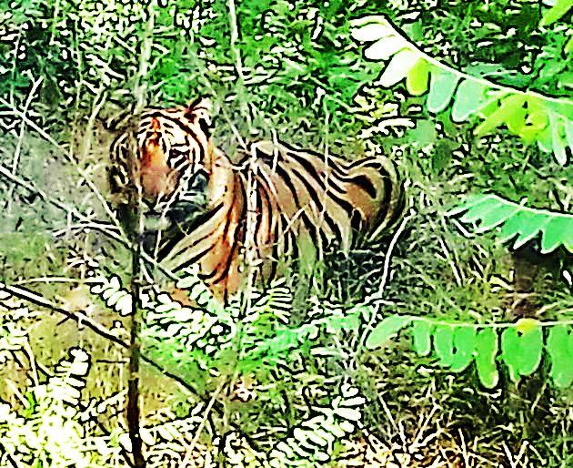 Leader in four villages, Panic strikes terror | चार गावांमध्ये पट्टेदार वाघाची दहशत