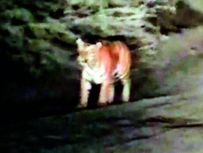 Free movement of tigers on the road to Durgapur coal mine | दुर्गापूर कोळसा खाणीतील रस्त्यावर वाघाचा मुक्त संचार Free movement of tigers on the road to Durgapur coal mine | दुर्गापूर कोळसा खाणीतील रस्त्यावर वाघाचा मुक्त संचार