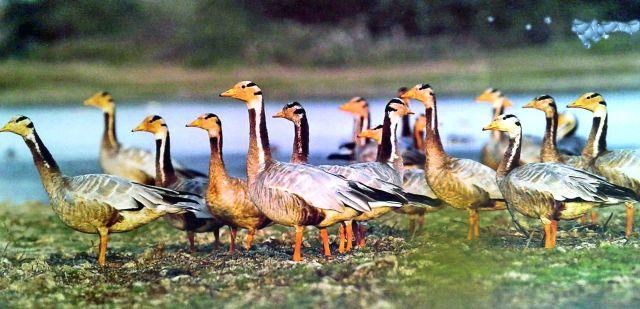 Crisis on the existence of birds | पक्ष्यांच्या अस्तित्वावर संकट