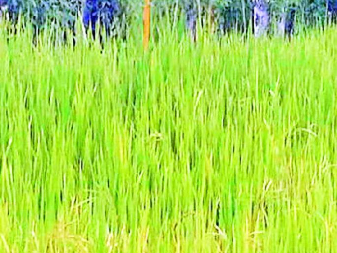 Immediate drought measures to be implemented in one thousand 179 villages in the district | जिल्ह्यातील एक हजार १७९ गावात राबवाव्या लागणार तातडीने दुष्काळी उपाययोजना Immediate drought measures to be implemented in one thousand 179 villages in the district | जिल्ह्यातील एक हजार १७९ गावात राबवाव्या लागणार तातडीने दुष्काळी उपाययोजना