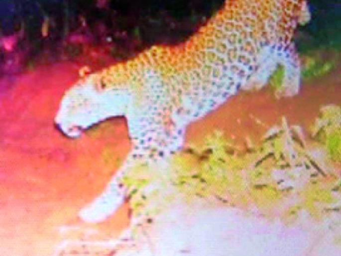 Leopards roam the Bhadravati area | भद्रावती परिसरात बिबट्यांचे भ्रमण Leopards roam the Bhadravati area | भद्रावती परिसरात बिबट्यांचे भ्रमण