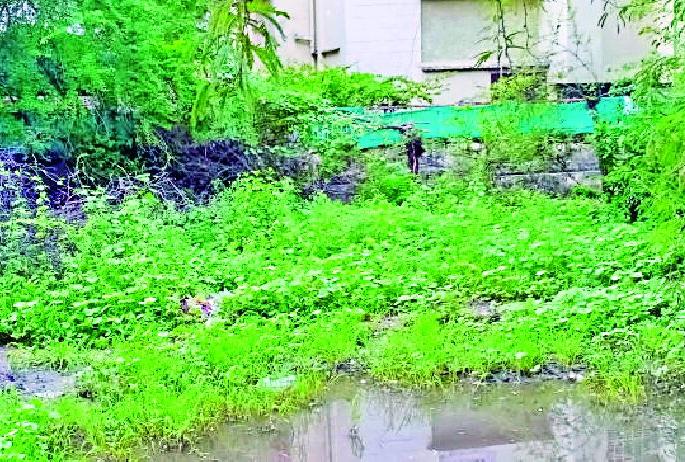 Shrubs crowded in open spaces | मोकळ्या जागांवर झुडपांची गर्दी Shrubs crowded in open spaces | मोकळ्या जागांवर झुडपांची गर्दी