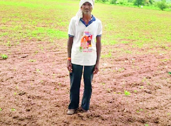 Hardly grown crops are harvested by cattle | महत्प्रयासाने उगविलेले पीक रानडुकरांकडून फस्त