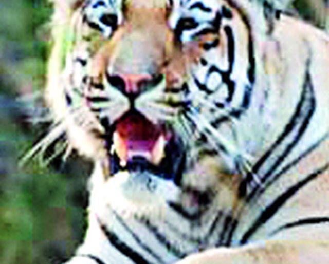 Tigress panic in Kalamna Shivar | कळमना शिवारात वाघाची दहशत