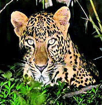 Most tigers die in Brahmapuri forest section | ब्रह्मपुरी वनविभागात सर्वाधिक वाघांचा मृत्यू Most tigers die in Brahmapuri forest section | ब्रह्मपुरी वनविभागात सर्वाधिक वाघांचा मृत्यू