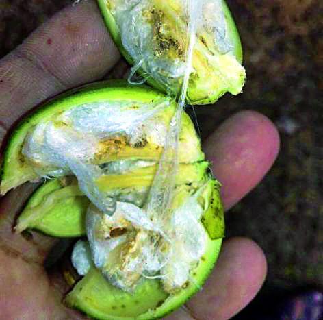 Decide for an increase in commodity prices | शेतमाल दरवाढीचा निर्णय घ्या Decide for an increase in commodity prices | शेतमाल दरवाढीचा निर्णय घ्या