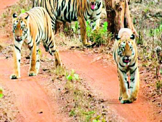 Tadoba Tiger Reserve Completed till May month | ताडोबा व्याघ्र प्रकल्प मे महिन्यापर्यंत फुल्ल Tadoba Tiger Reserve Completed till May month | ताडोबा व्याघ्र प्रकल्प मे महिन्यापर्यंत फुल्ल