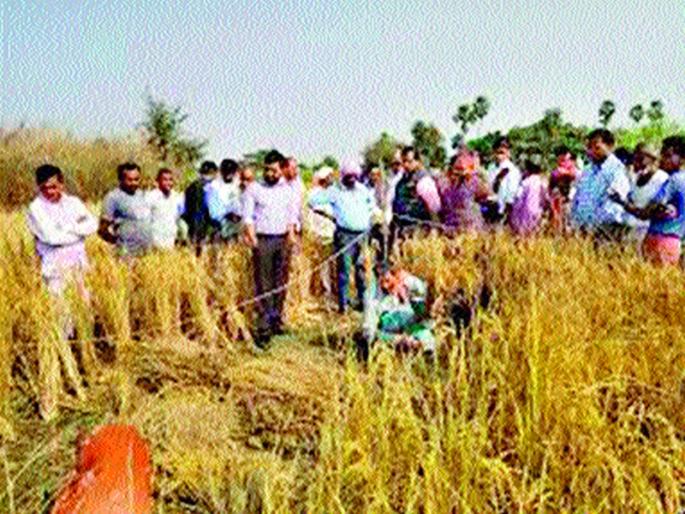 In three talukas crop harvesting experiment? | तीन तालुक्यांत पीक कापणी प्रयोग का?