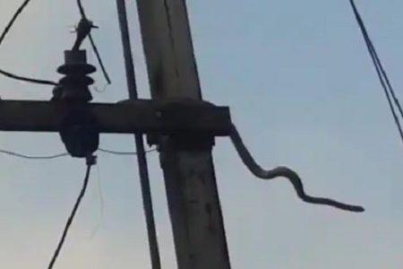 The bull was struck by lightning and killed | अंगावर वीज पडून बैल ठार